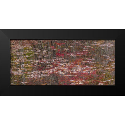TN Fall reflections in Fall Creek Lake Black Modern Wood Framed Art Print by Paulson, Don