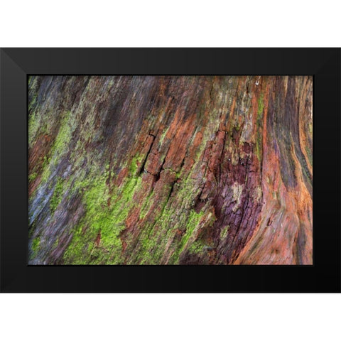 Washington, Olympic NP Rotten stump with moss Black Modern Wood Framed Art Print by Paulson, Don
