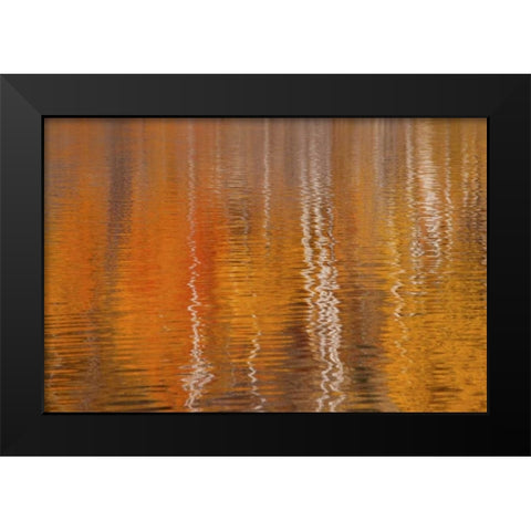 WA, Winthrop Autumn reflections on Beaver Pond Black Modern Wood Framed Art Print by Paulson, Don
