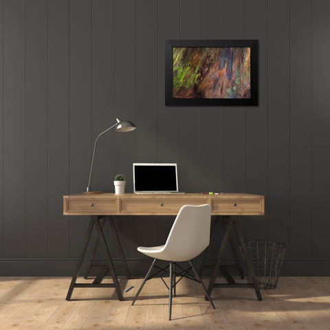 Washington, Olympic NP Rotten stump with moss Black Modern Wood Framed Art Print by Paulson, Don