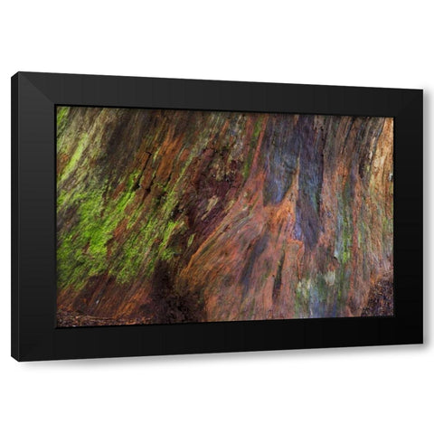 Washington, Olympic NP Rotten stump with moss Black Modern Wood Framed Art Print with Double Matting by Paulson, Don