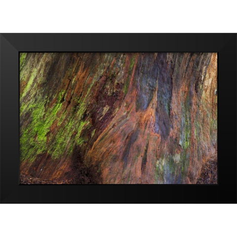 Washington, Olympic NP Rotten stump with moss Black Modern Wood Framed Art Print by Paulson, Don