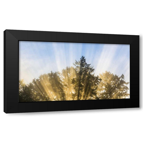 Washington, Seabeck Sun rays through fir trees Black Modern Wood Framed Art Print with Double Matting by Paulson, Don
