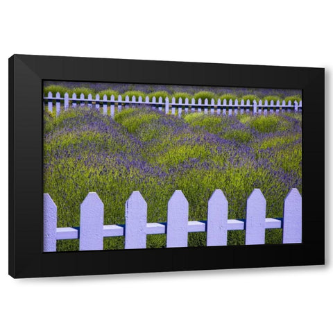 WA, Sequim Field of lavender with picket fence Black Modern Wood Framed Art Print by Carter, Jean