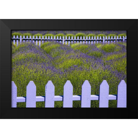 WA, Sequim Field of lavender with picket fence Black Modern Wood Framed Art Print by Carter, Jean