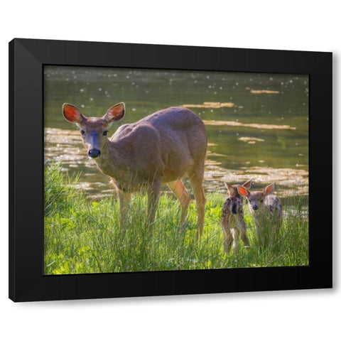 Washington, Seabeck Blacktail deer with fawns Black Modern Wood Framed Art Print with Double Matting by Paulson, Don