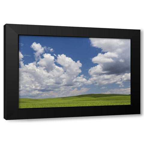 Washington, Palouse Hills Field of spring peas Black Modern Wood Framed Art Print with Double Matting by Paulson, Don