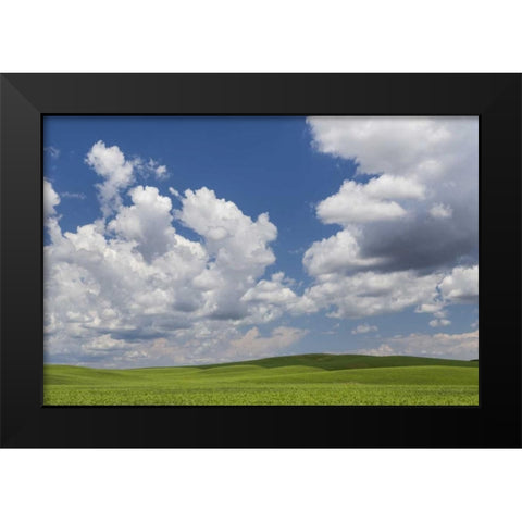 Washington, Palouse Hills Field of spring peas Black Modern Wood Framed Art Print by Paulson, Don