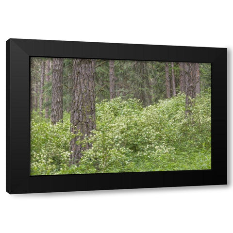 Washington, Palouse Hills, flowering ninebark Black Modern Wood Framed Art Print with Double Matting by Paulson, Don