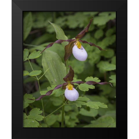 WA, Kamiak Butte Co Park Lady slipper orchids Black Modern Wood Framed Art Print by Paulson, Don