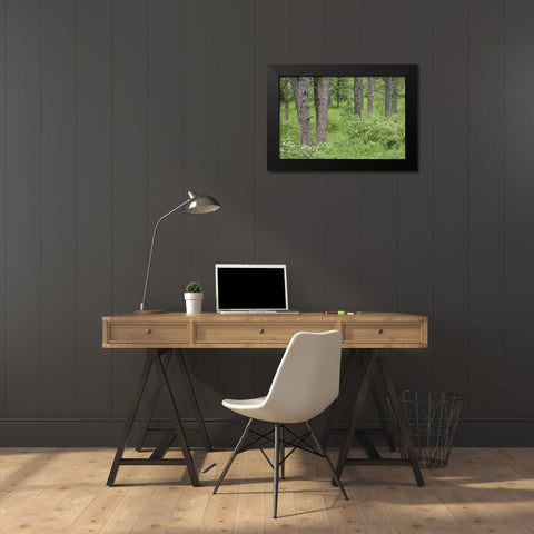 Washington, Palouse Hills, flowering ninebark Black Modern Wood Framed Art Print by Paulson, Don