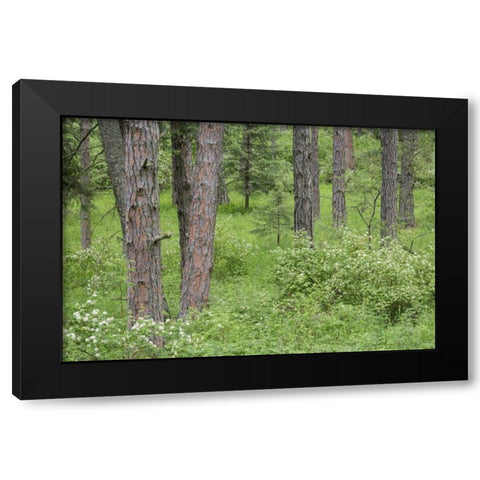 Washington, Palouse Hills, flowering ninebark Black Modern Wood Framed Art Print with Double Matting by Paulson, Don