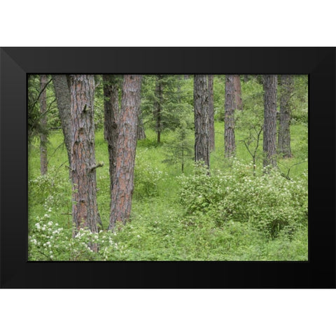Washington, Palouse Hills, flowering ninebark Black Modern Wood Framed Art Print by Paulson, Don