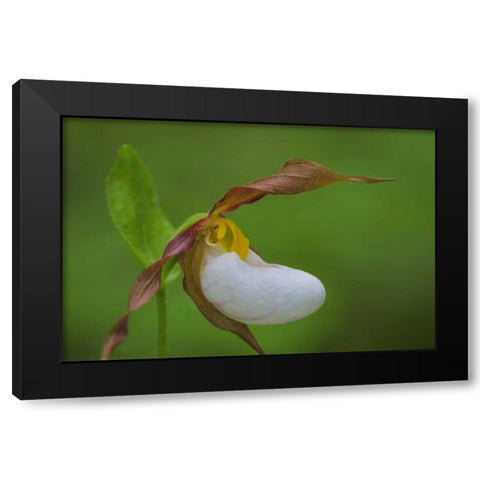 WA, Kamiak Butte County Park Lady slipper orchid Black Modern Wood Framed Art Print by Paulson, Don
