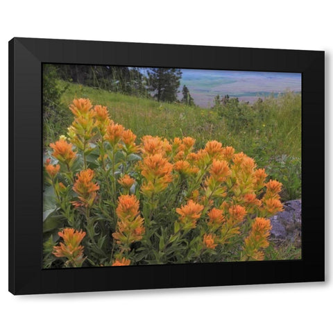 WA, Kamiak Butte Co Park Indian paintbrush Black Modern Wood Framed Art Print by Paulson, Don