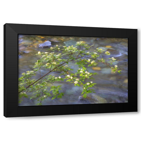 Washington Red osier dogwood over Teanaway River Black Modern Wood Framed Art Print with Double Matting by Paulson, Don
