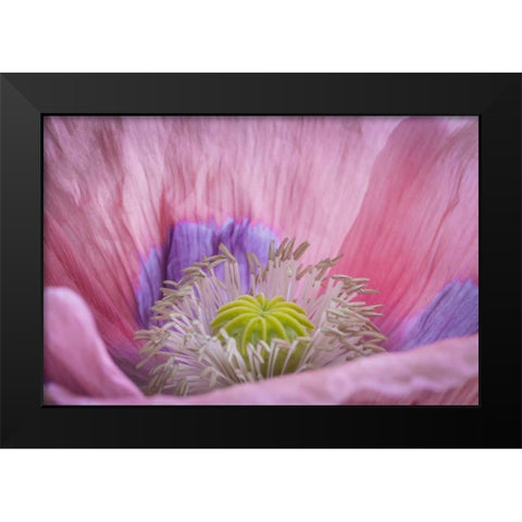 Washington State, Seabeck Inside of poppy flower Black Modern Wood Framed Art Print by Paulson, Don