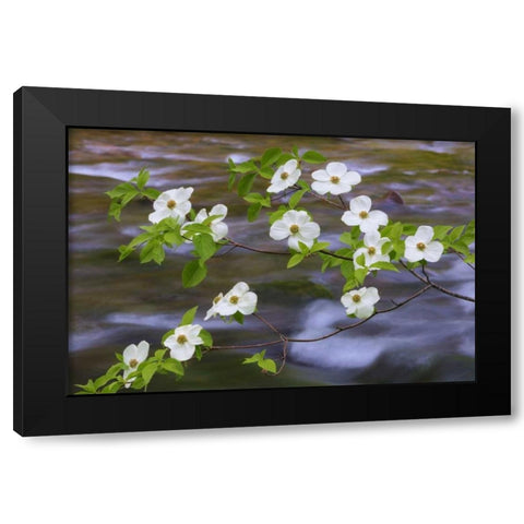 WA, Gifford Pinchot NF Pacific dogwood branh Black Modern Wood Framed Art Print by Paulson, Don