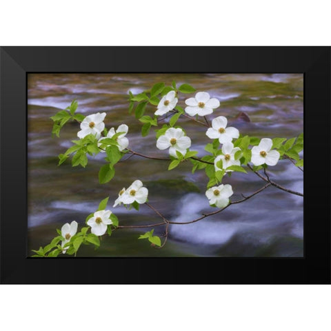 WA, Gifford Pinchot NF Pacific dogwood branh Black Modern Wood Framed Art Print by Paulson, Don