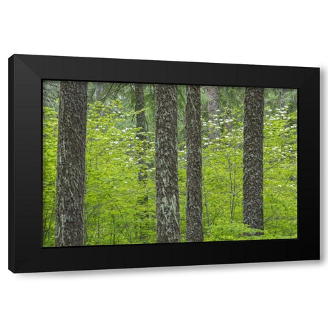 WA, Gifford Pinchot NF Tree trunks in a forest Black Modern Wood Framed Art Print with Double Matting by Paulson, Don