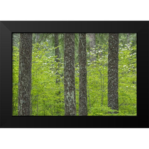 WA, Gifford Pinchot NF Tree trunks in a forest Black Modern Wood Framed Art Print by Paulson, Don