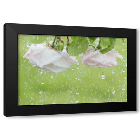 USA, Washington State, Seabeck Roses in rainfall Black Modern Wood Framed Art Print by Paulson, Don