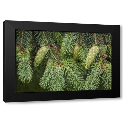 Washington State, Seabeck Douglas fir cones Black Modern Wood Framed Art Print by Paulson, Don