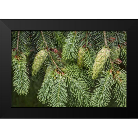 Washington State, Seabeck Douglas fir cones Black Modern Wood Framed Art Print by Paulson, Don