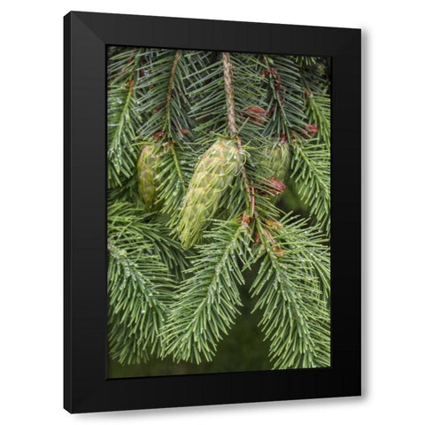Washington State, Seabeck Douglas fir cones Black Modern Wood Framed Art Print with Double Matting by Paulson, Don