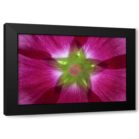 Washington, Seabeck Hollyhock blossom composite Black Modern Wood Framed Art Print by Paulson, Don
