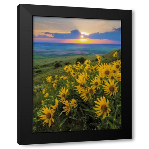 WA, Palouse Hills Douglas sunflowers Black Modern Wood Framed Art Print by Paulson, Don