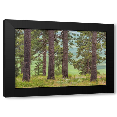 Washington, Palouse Hills Pine forest scenic Black Modern Wood Framed Art Print by Paulson, Don
