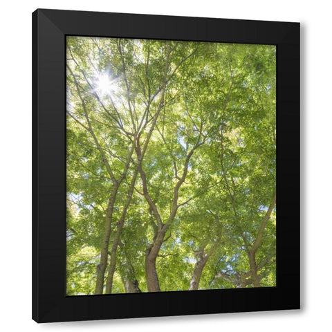 WA, Seattle Sun shining through maple trees Black Modern Wood Framed Art Print by Paulson, Don