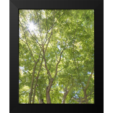 WA, Seattle Sun shining through maple trees Black Modern Wood Framed Art Print by Paulson, Don