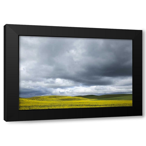 WA, Palouse Canola field on a stormy day Black Modern Wood Framed Art Print with Double Matting by Flaherty, Dennis