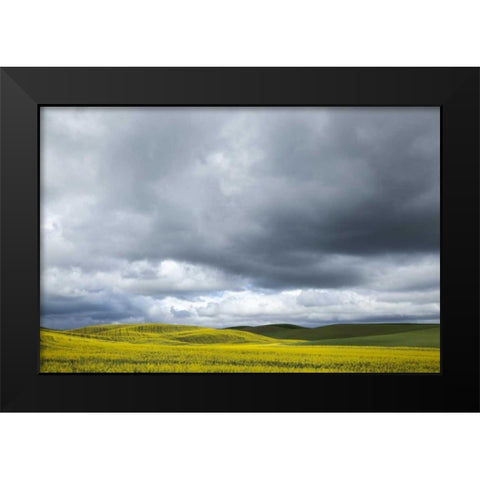 WA, Palouse Canola field on a stormy day Black Modern Wood Framed Art Print by Flaherty, Dennis