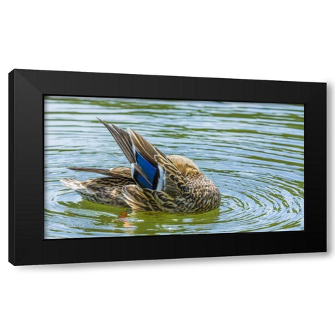 Washington, Seabeck Mallard duck preening Black Modern Wood Framed Art Print with Double Matting by Paulson, Don