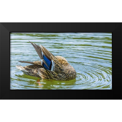 Washington, Seabeck Mallard duck preening Black Modern Wood Framed Art Print by Paulson, Don