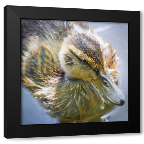 Washington State, Seabeck Mallard duck chick Black Modern Wood Framed Art Print with Double Matting by Paulson, Don