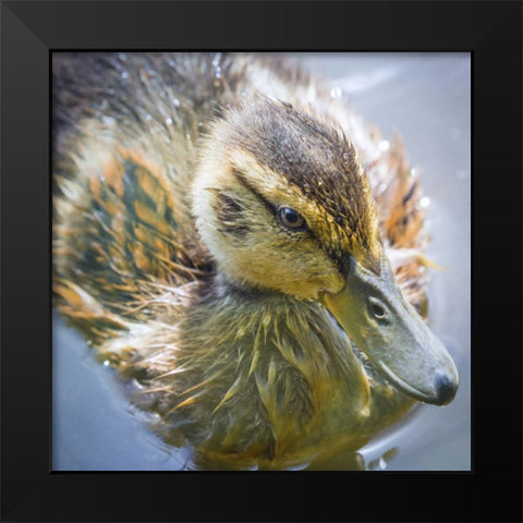 Washington State, Seabeck Mallard duck chick Black Modern Wood Framed Art Print by Paulson, Don