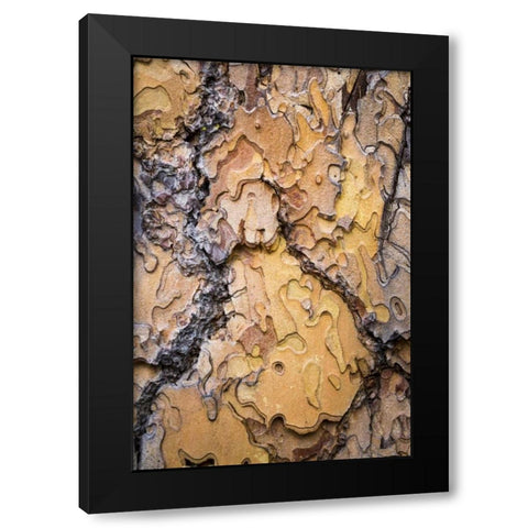 Washington, Wenatchee NF Ponderosa pine bark Black Modern Wood Framed Art Print with Double Matting by Paulson, Don