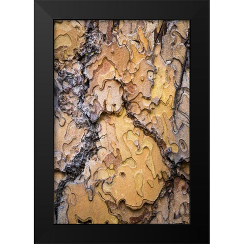 Washington, Wenatchee NF Ponderosa pine bark Black Modern Wood Framed Art Print by Paulson, Don