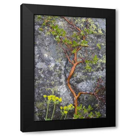 WA, Wenatchee NF Manzanita growing on boulder Black Modern Wood Framed Art Print by Paulson, Don