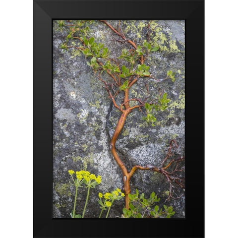 WA, Wenatchee NF Manzanita growing on boulder Black Modern Wood Framed Art Print by Paulson, Don