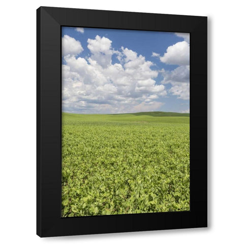 Washington, Palouse Hills Field of spring peas Black Modern Wood Framed Art Print with Double Matting by Paulson, Don