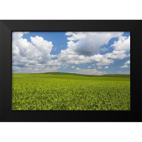 Washington, Palouse Hills Field of spring peas Black Modern Wood Framed Art Print by Paulson, Don