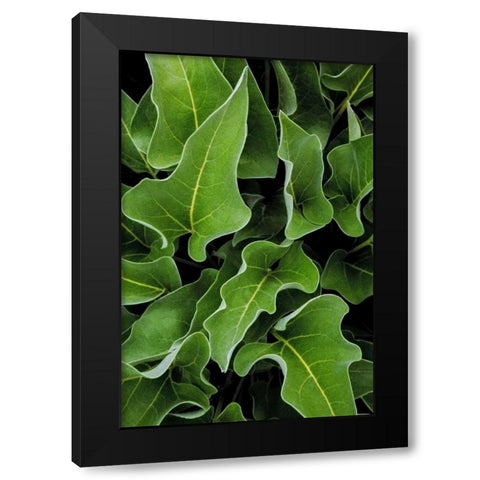 WA, Palouse Hills Arrowleaf balsamroot plant Black Modern Wood Framed Art Print with Double Matting by Paulson, Don