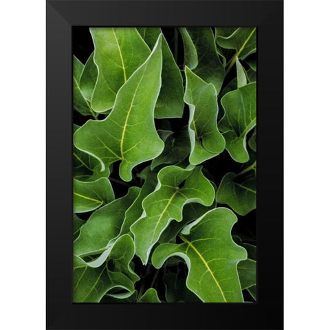 WA, Palouse Hills Arrowleaf balsamroot plant Black Modern Wood Framed Art Print by Paulson, Don