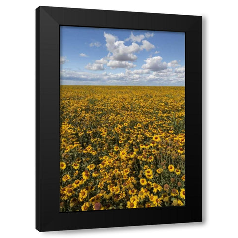 Washington State, Connell Coneflower field Black Modern Wood Framed Art Print with Double Matting by Paulson, Don