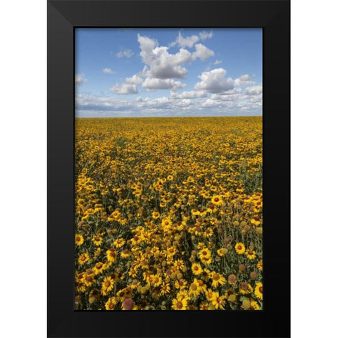 Washington State, Connell Coneflower field Black Modern Wood Framed Art Print by Paulson, Don